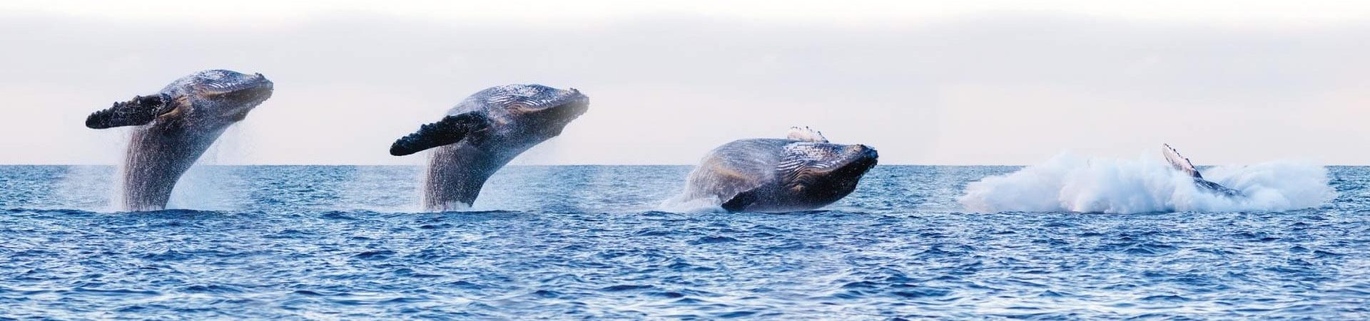 an animal swimming in the water