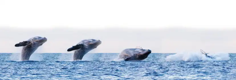 an animal swimming in the water