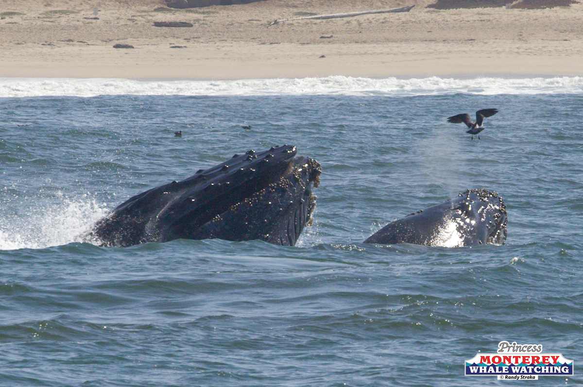 a whale jumping out of the water