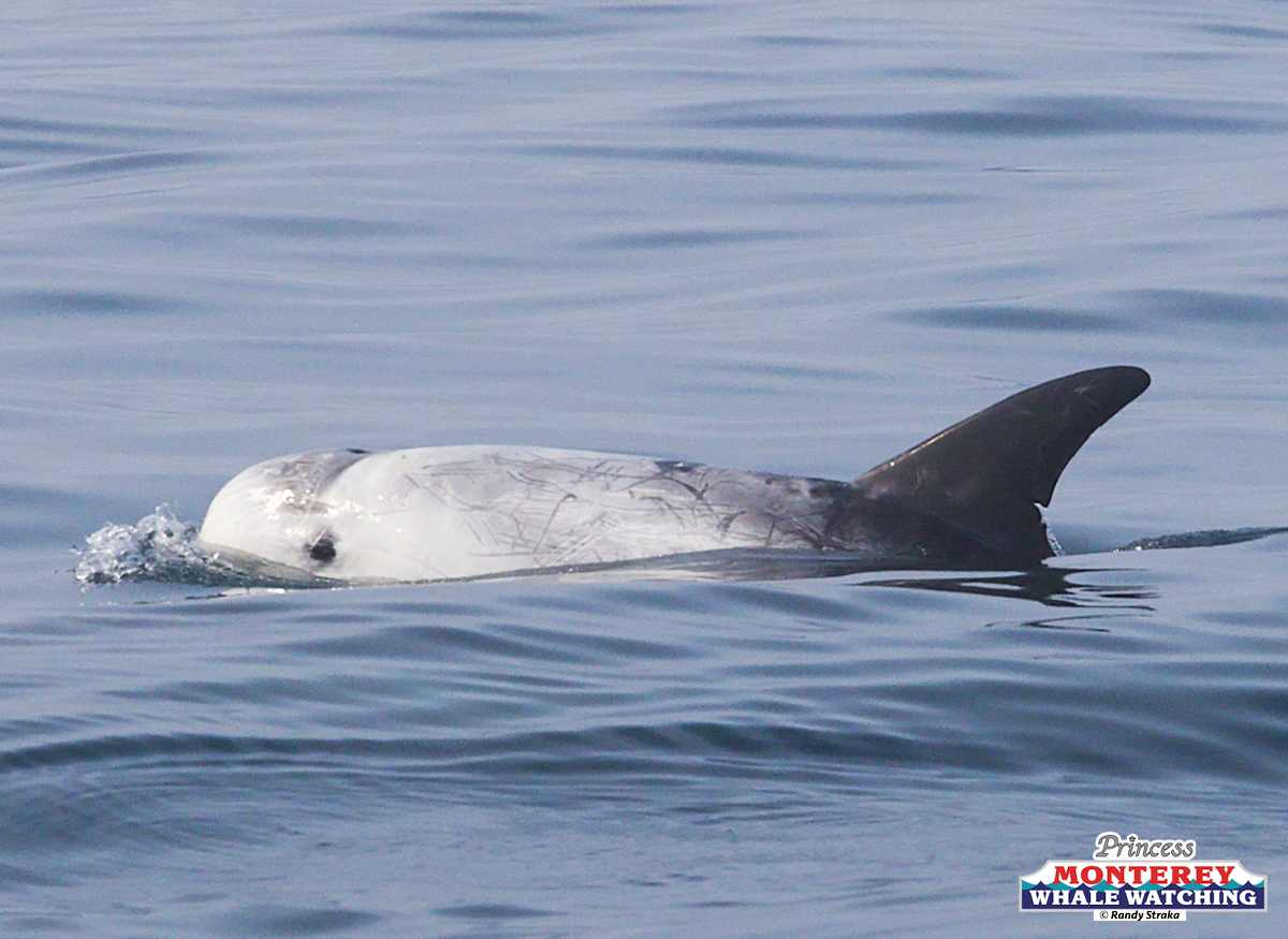 an animal swimming in the water