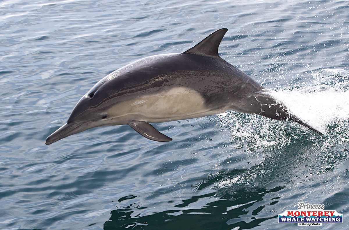 a dolphin jumping out of the water