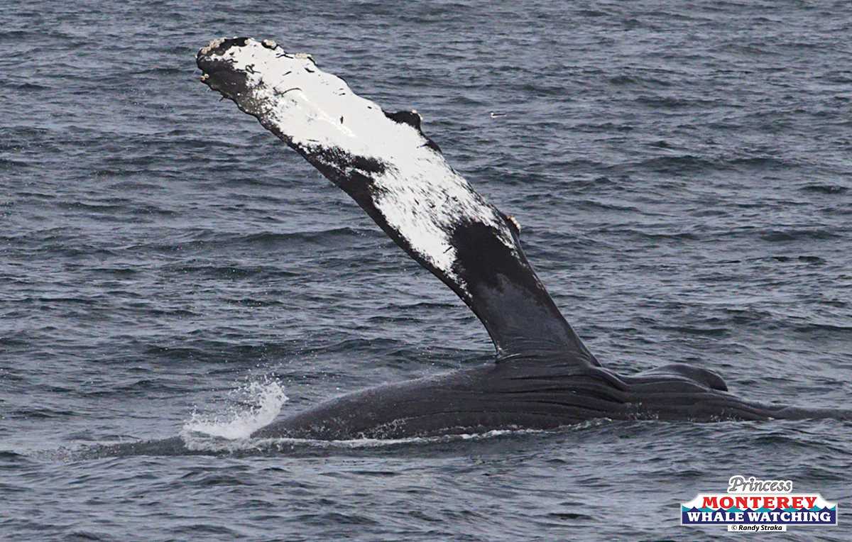 a whale jumping out of the water