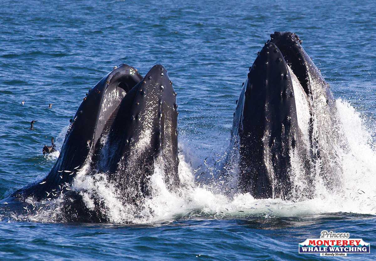 a whale jumping out of the water