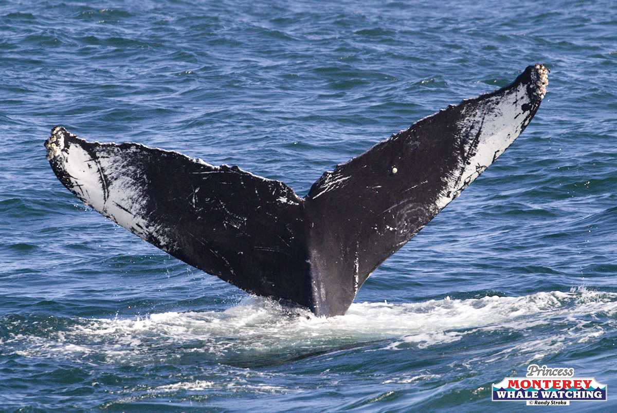 a whale jumping out of the water