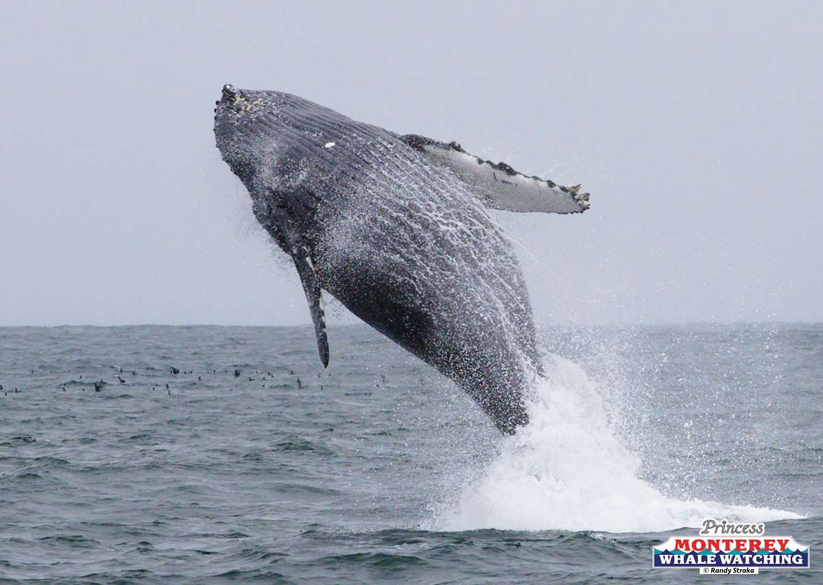 a man flying through the air over a body of water