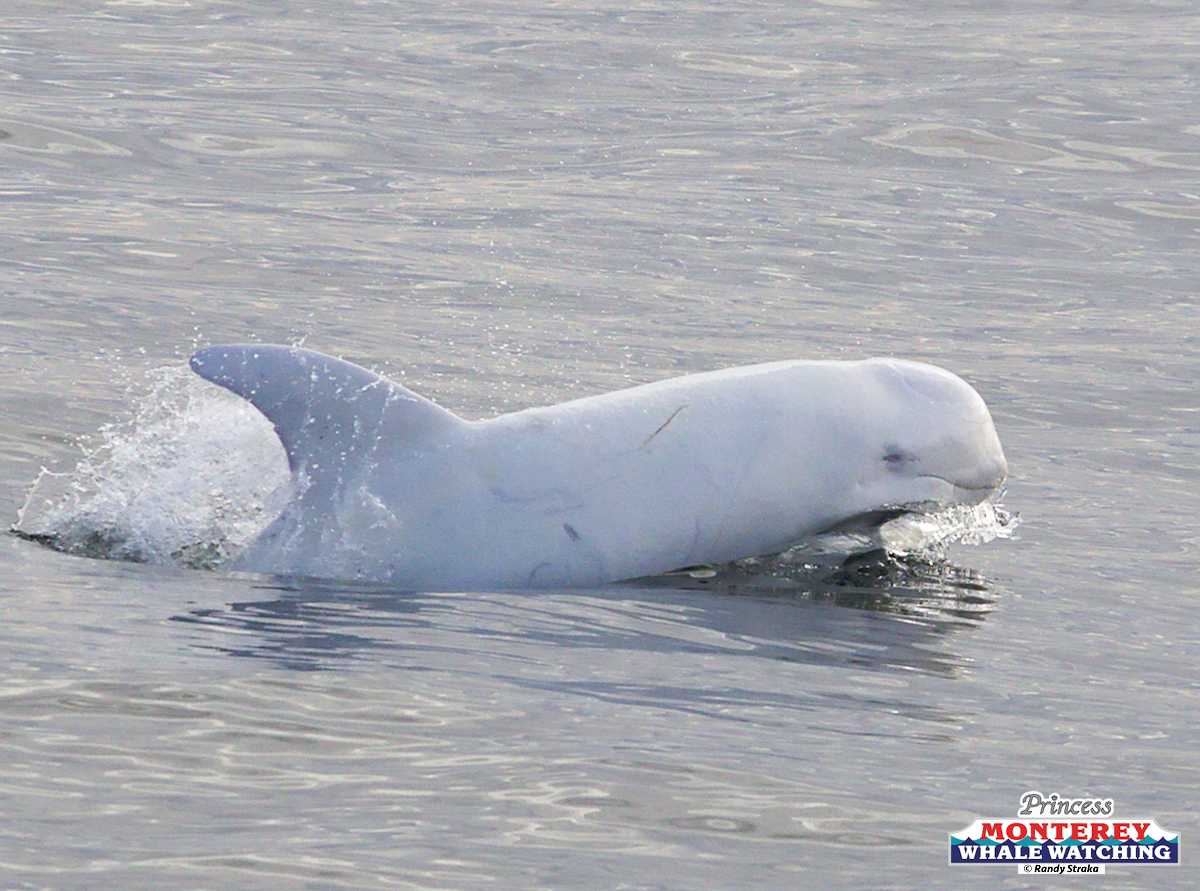 an animal swimming in the water