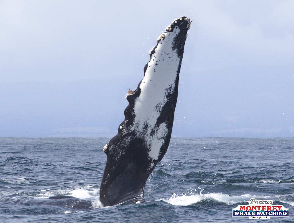a whale jumping out of the water