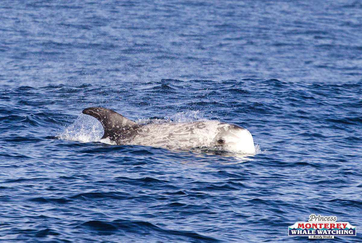 a whale jumping out of the water