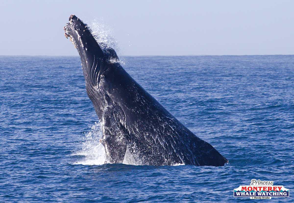 a whale jumping out of the water