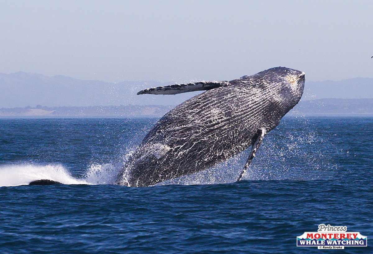 a whale jumping out of the water