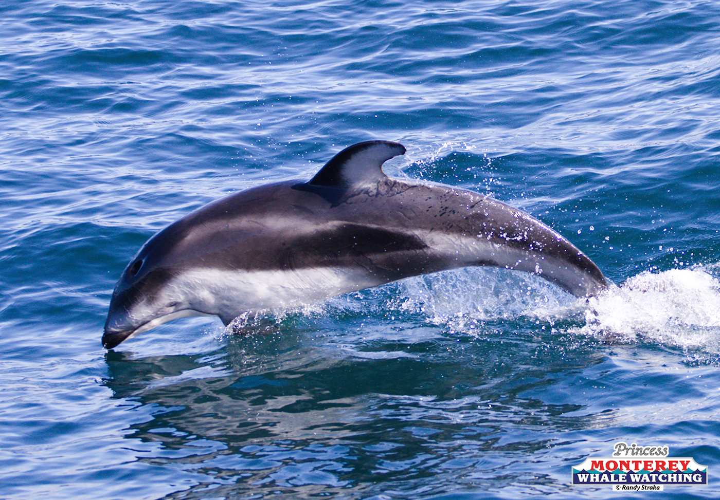 a dolphin swimming in a body of water