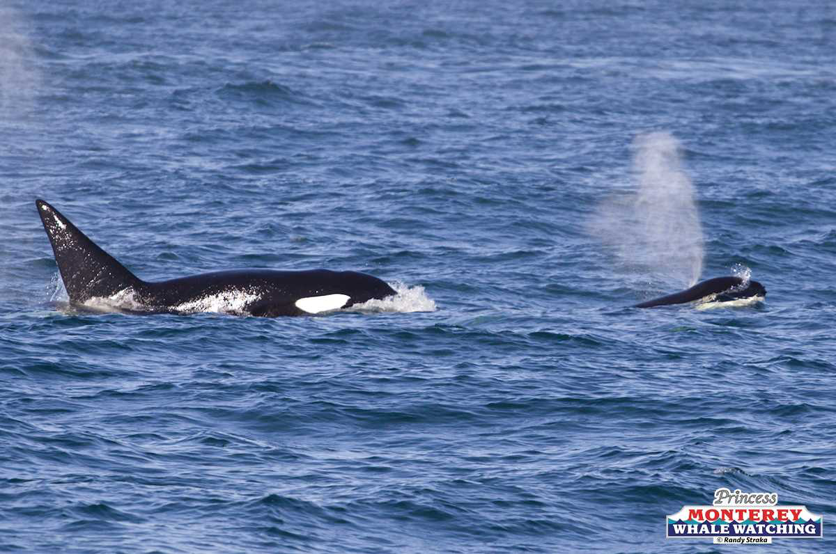 a whale swimming in a body of water