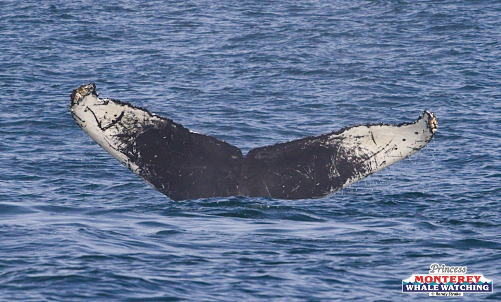 a whale jumping out of the water