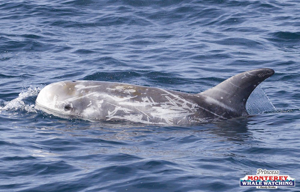 an animal swimming in the water