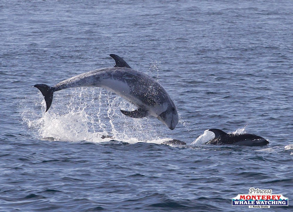 1C6A1680 a dolphin swimming in a body of water