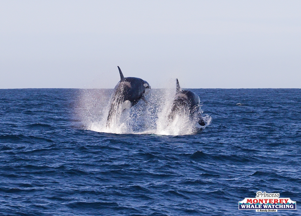 a whale jumping out of the water