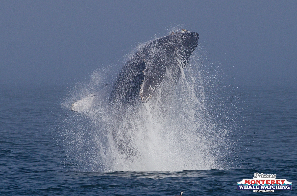a man riding a wave on a surfboard in the water