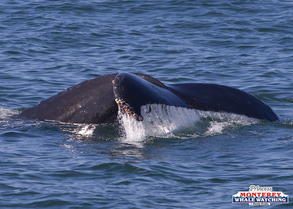 a whale jumping out of the water