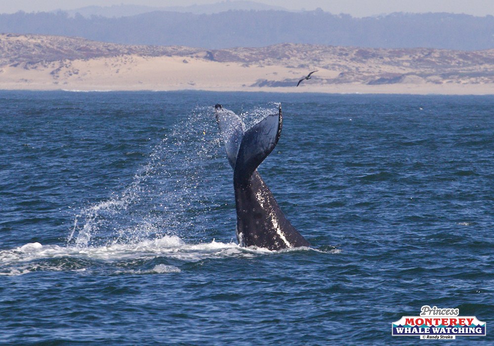 a whale jumping out of a body of water