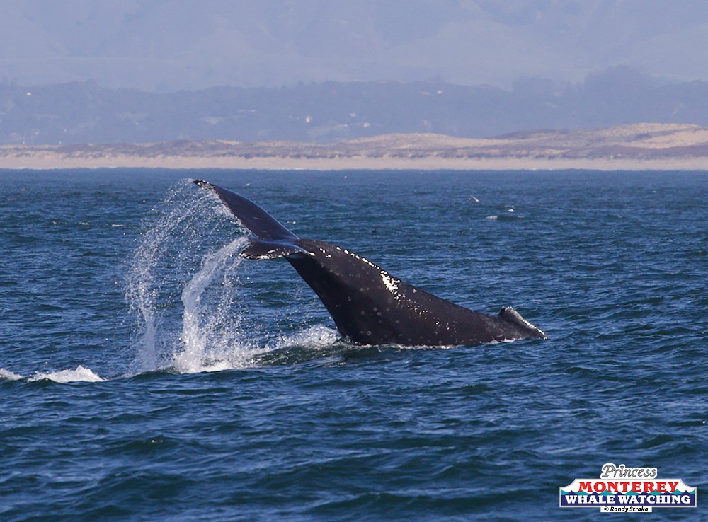 a whale jumping out of a body of water