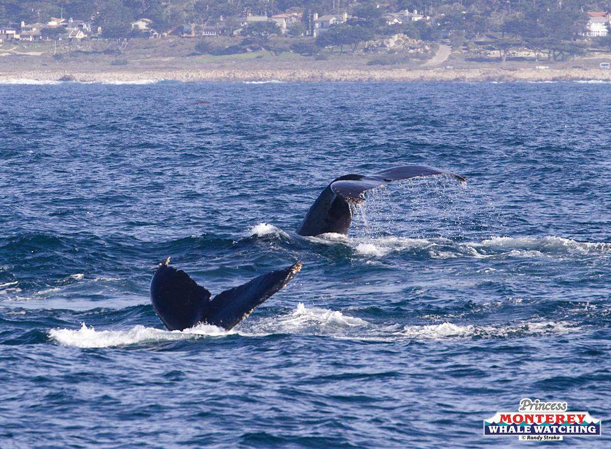 a whale jumping out of a body of water