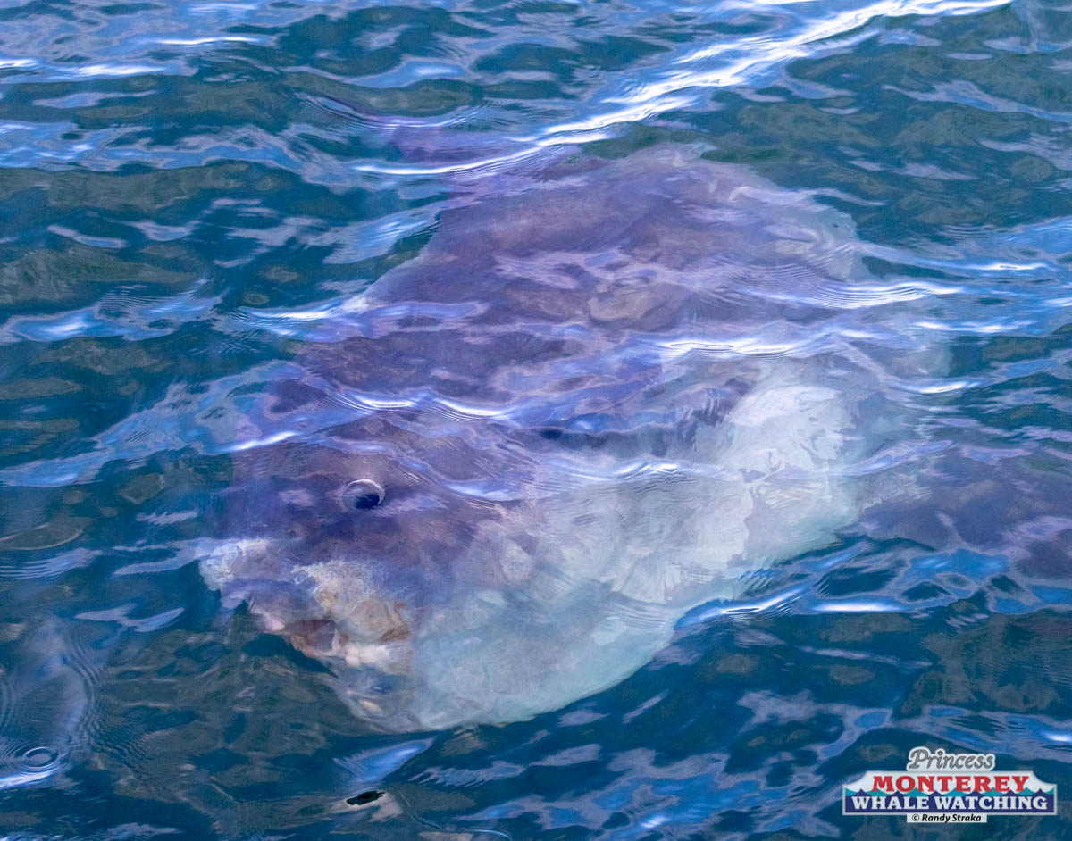 a fish swimming under water