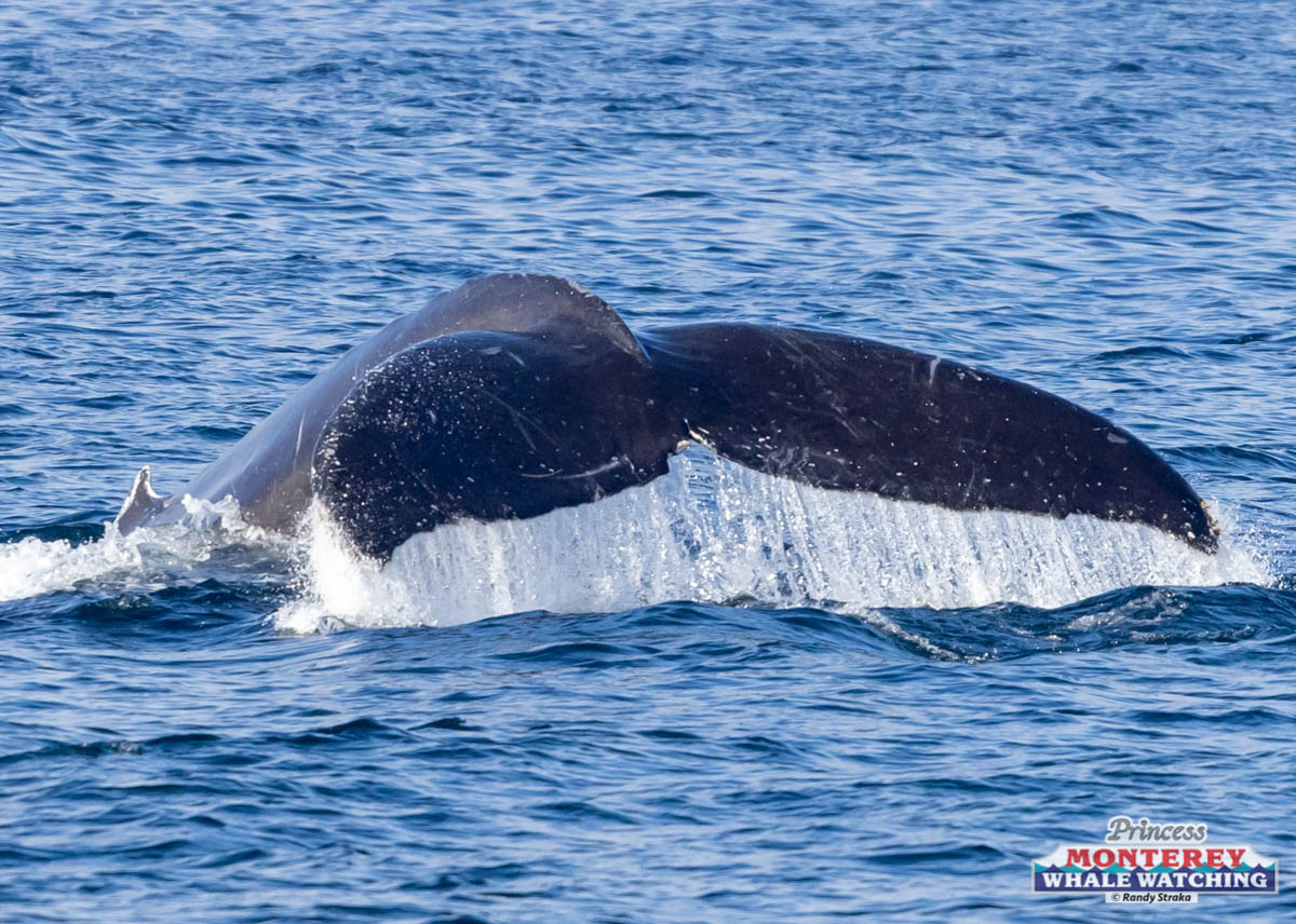 an animal swimming in the water