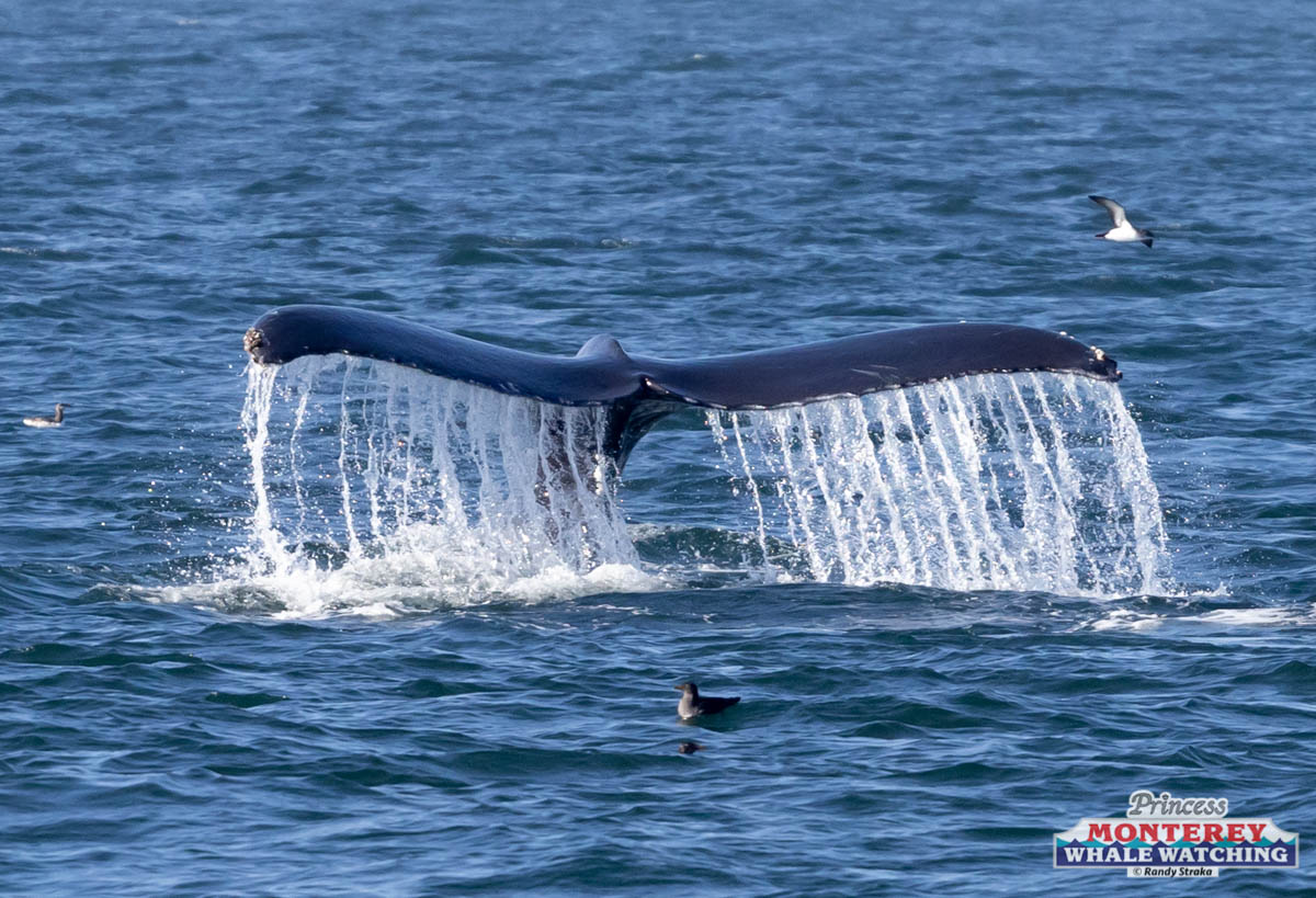 a whale jumping out of the water