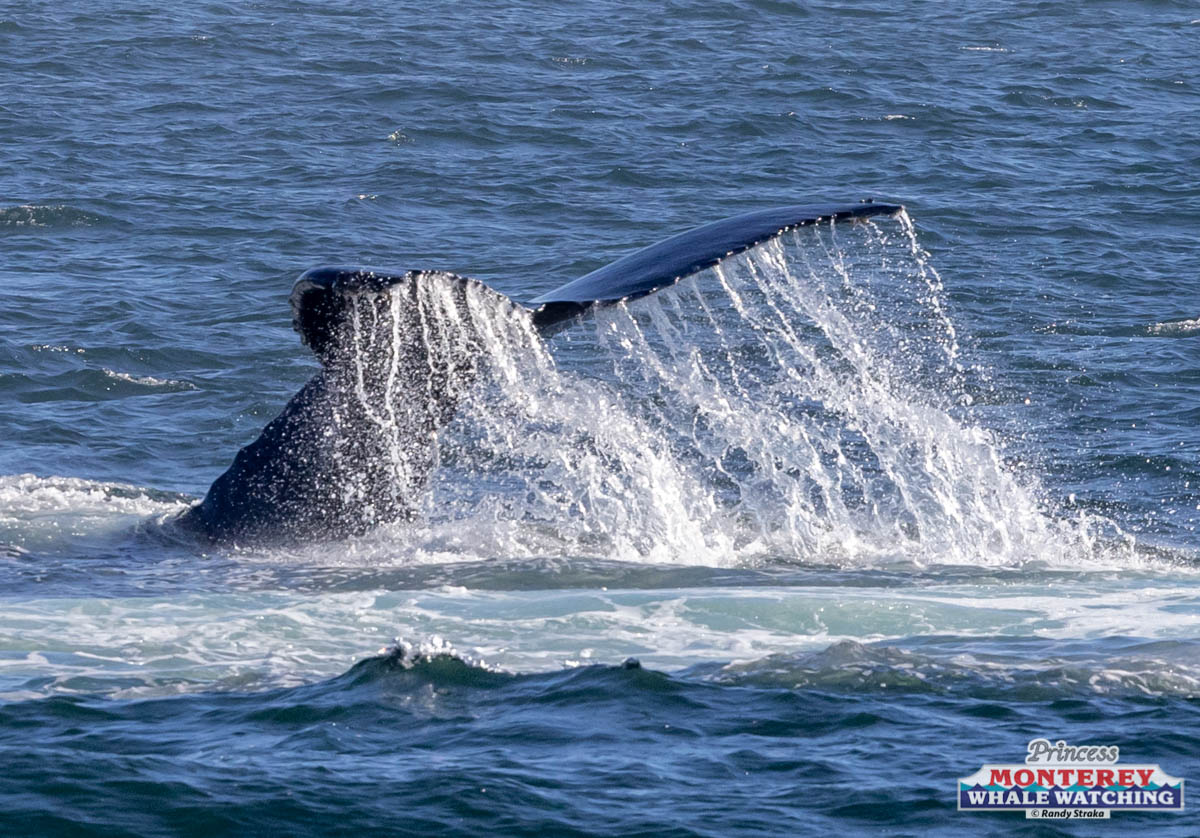 a whale jumping out of the water