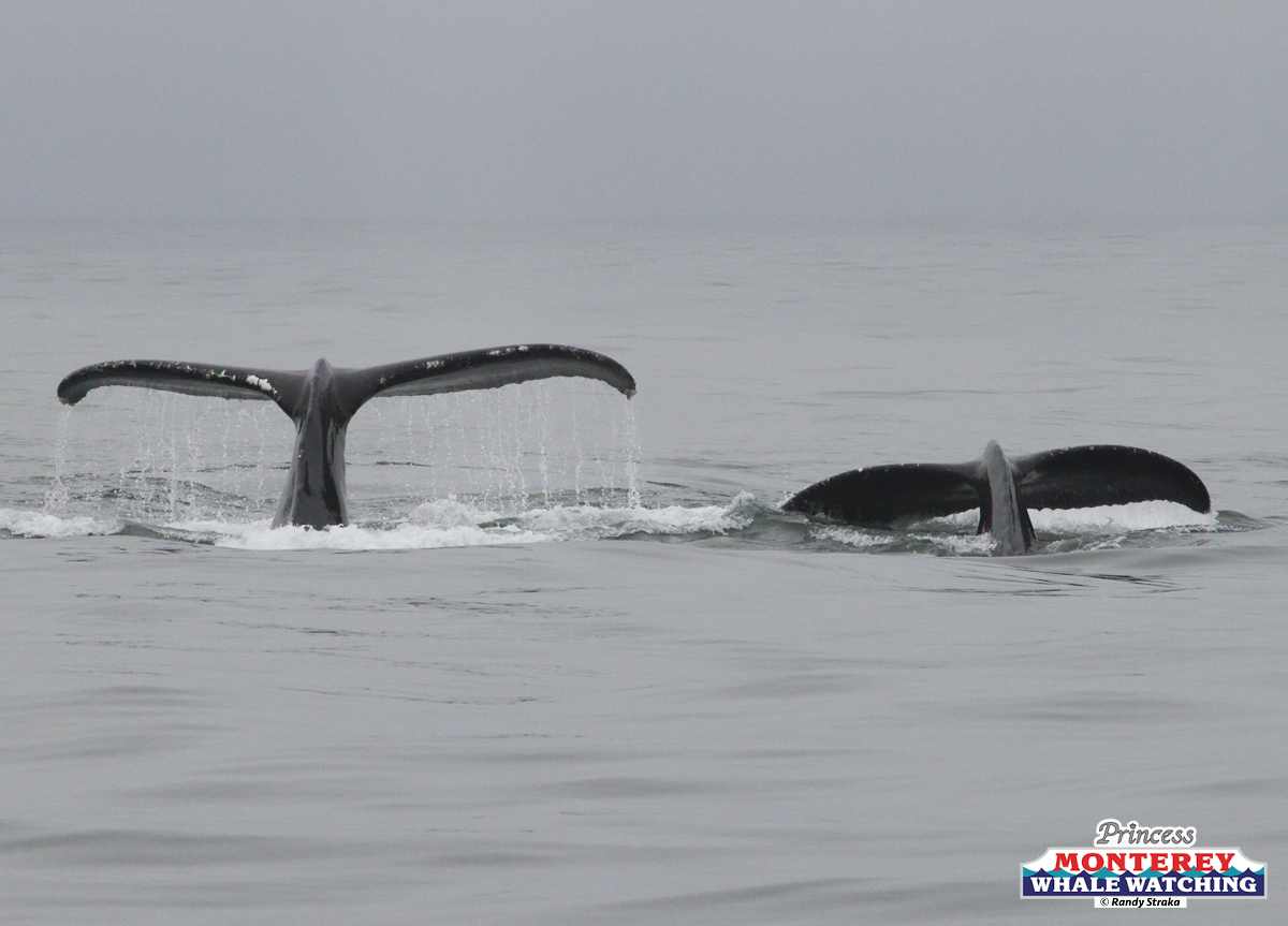 a whale jumping out of the water