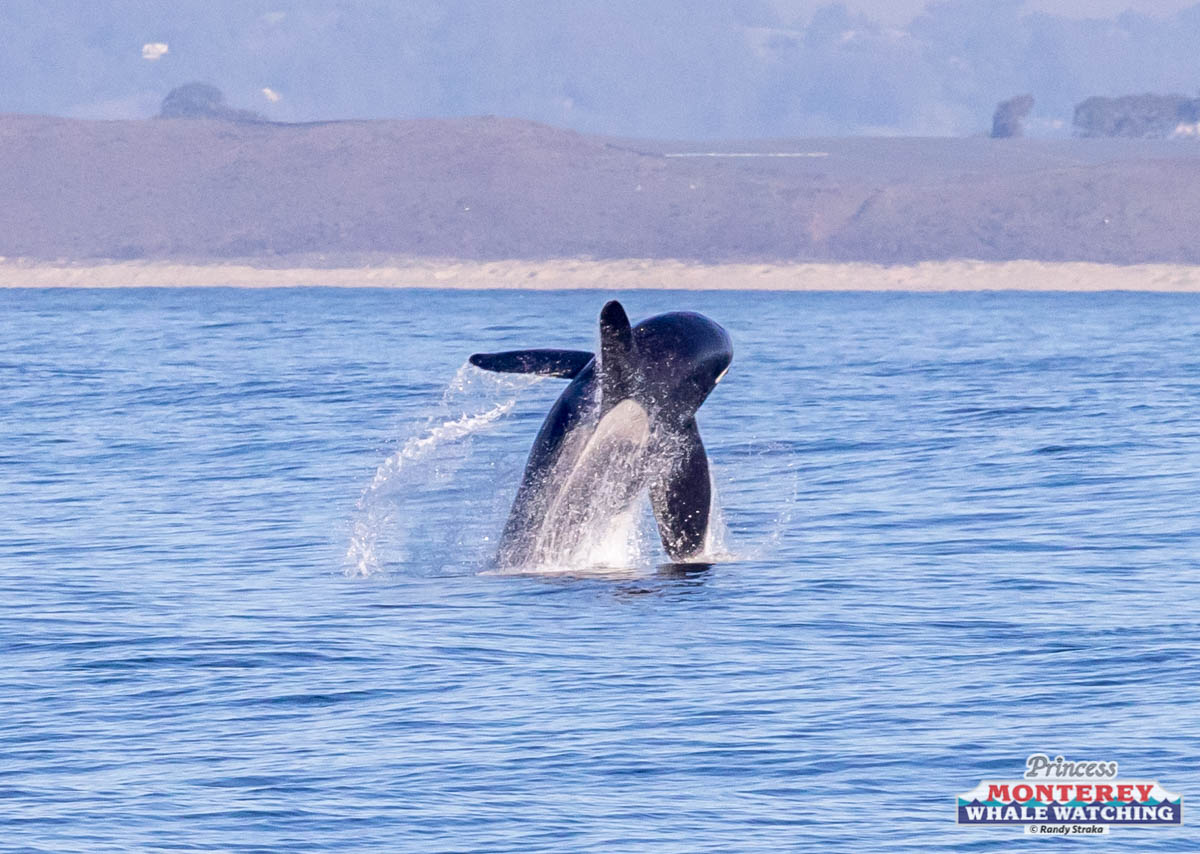 a whale jumping out of a body of water