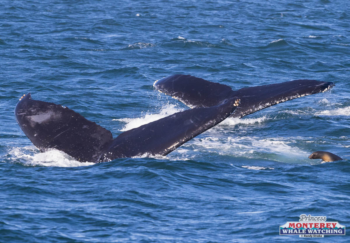 a whale jumping out of the water