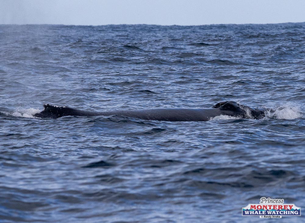 a dog swimming in a body of water
