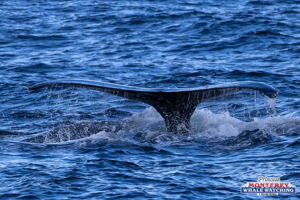 a whale jumping out of the water