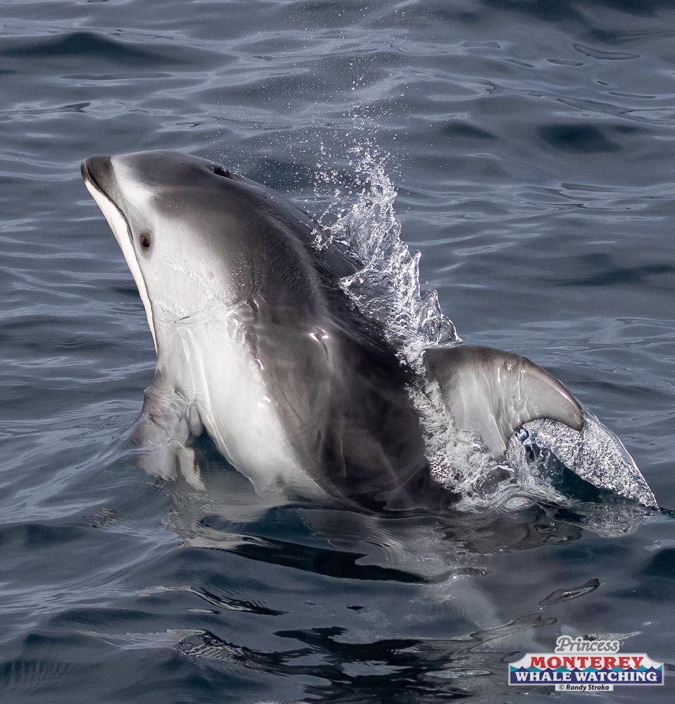 1C6A2320 a dolphin swimming in a body of water