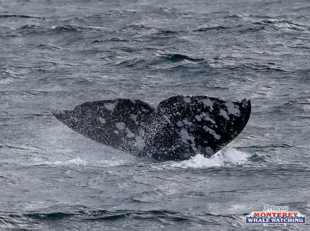 a whale jumping out of the water