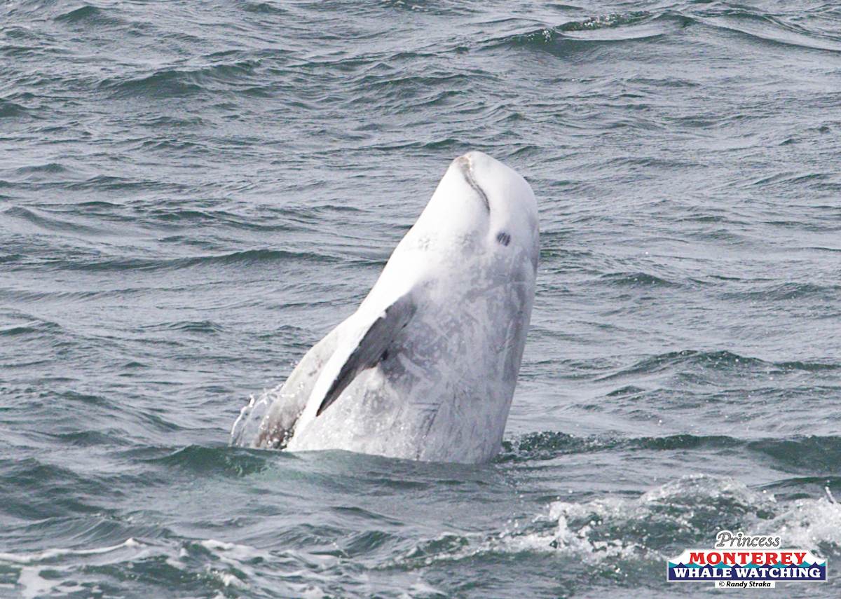 an animal swimming in the water