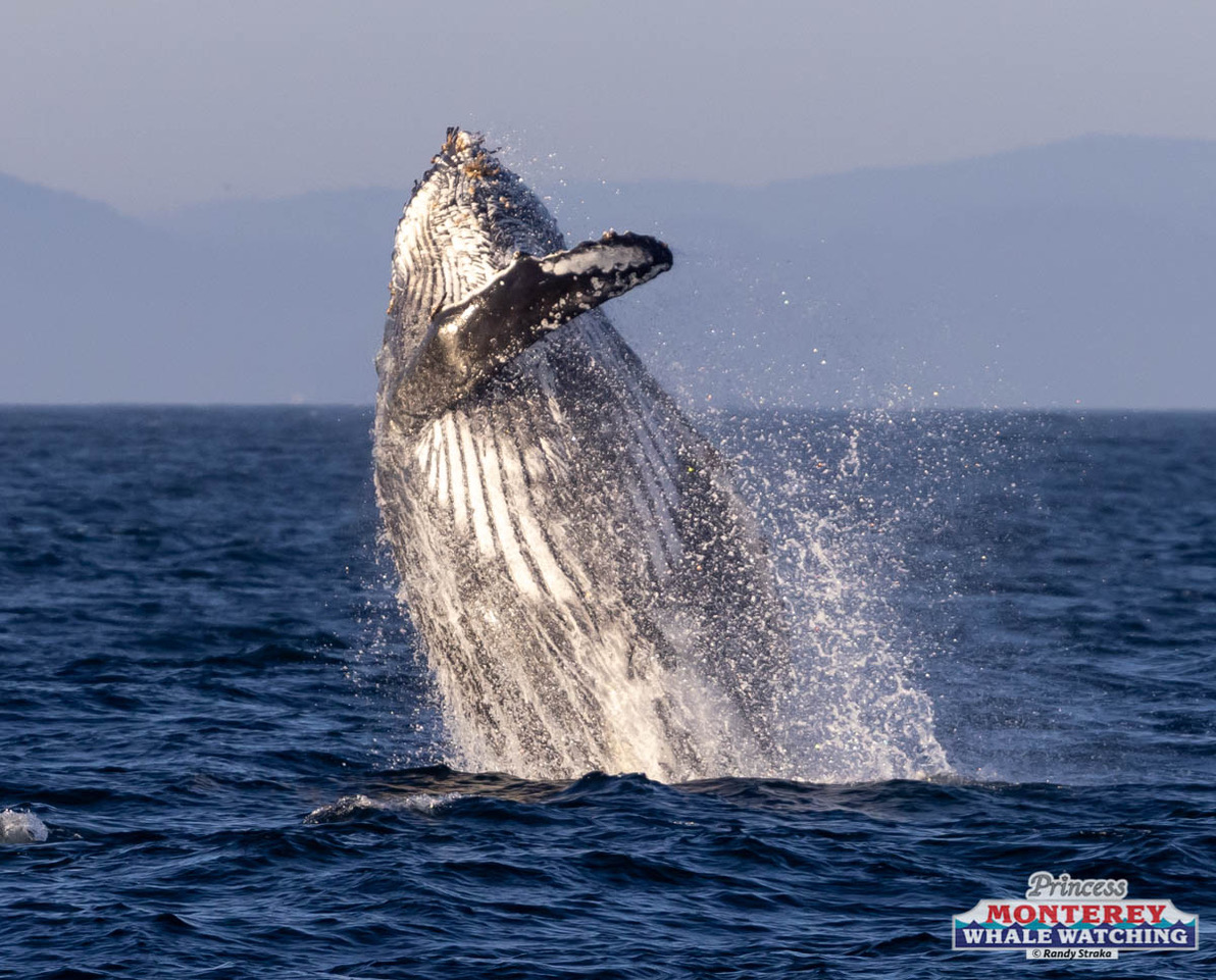 a whale jumping out of the water