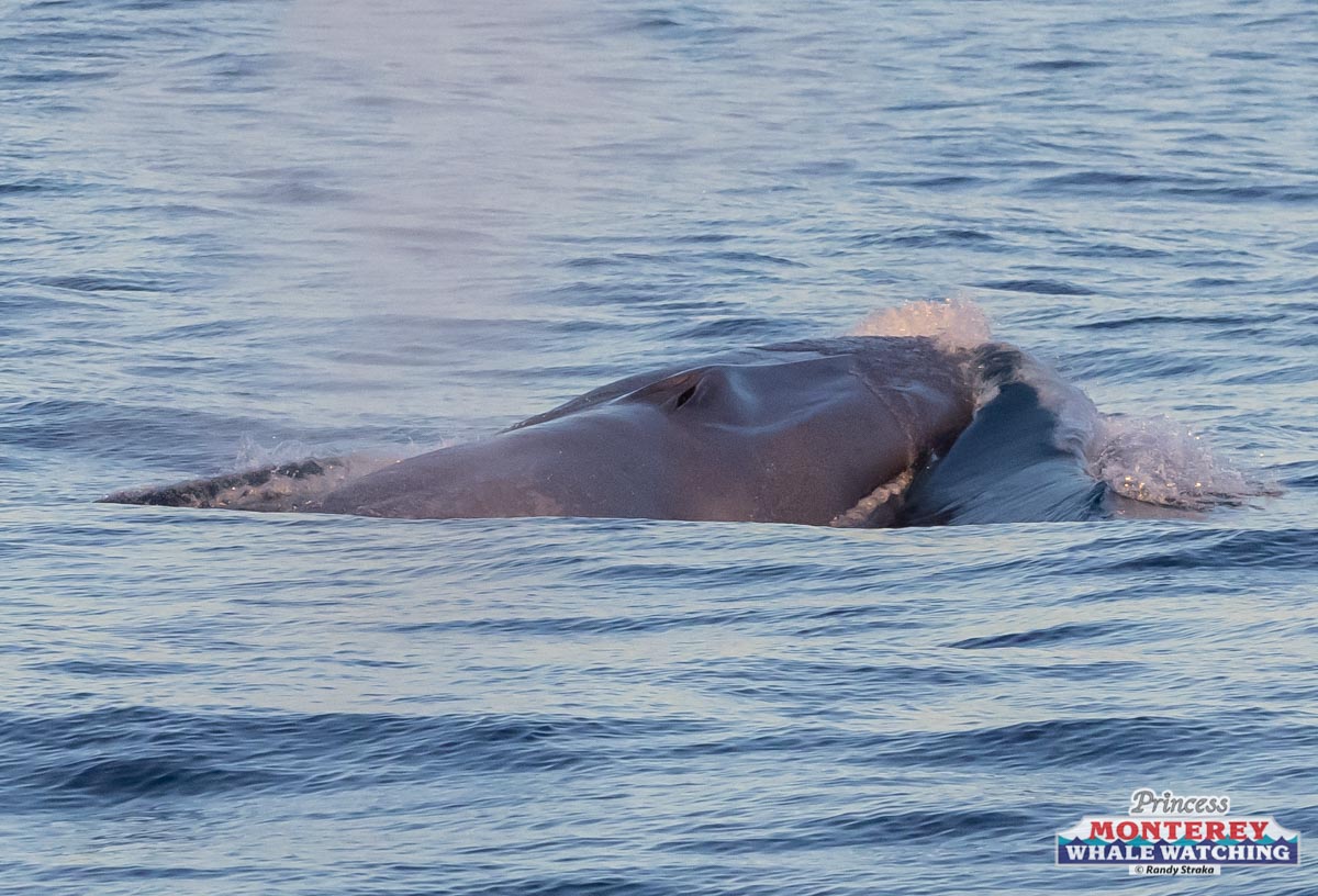 a whale swimming in a body of water