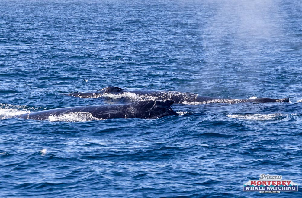 a whale jumping out of the water