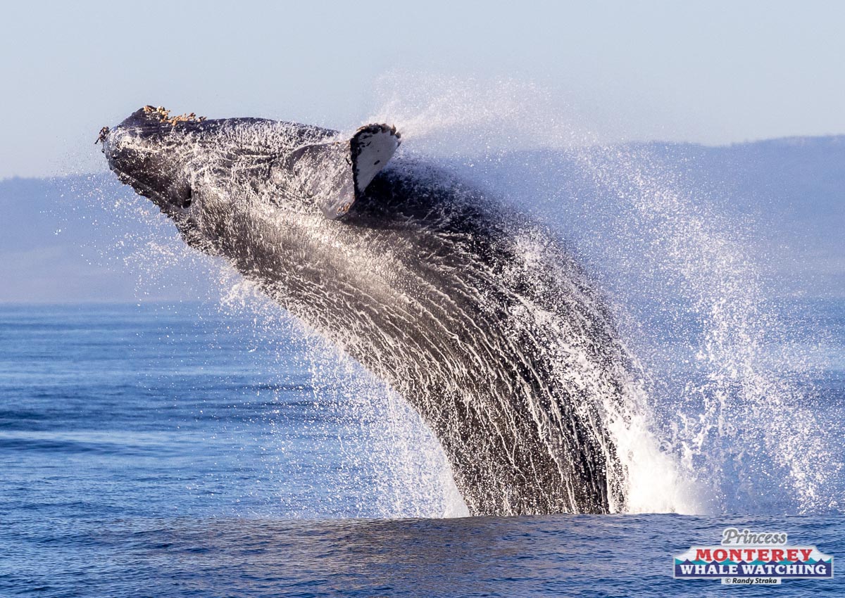 a man flying through the air while riding a wave in the ocean