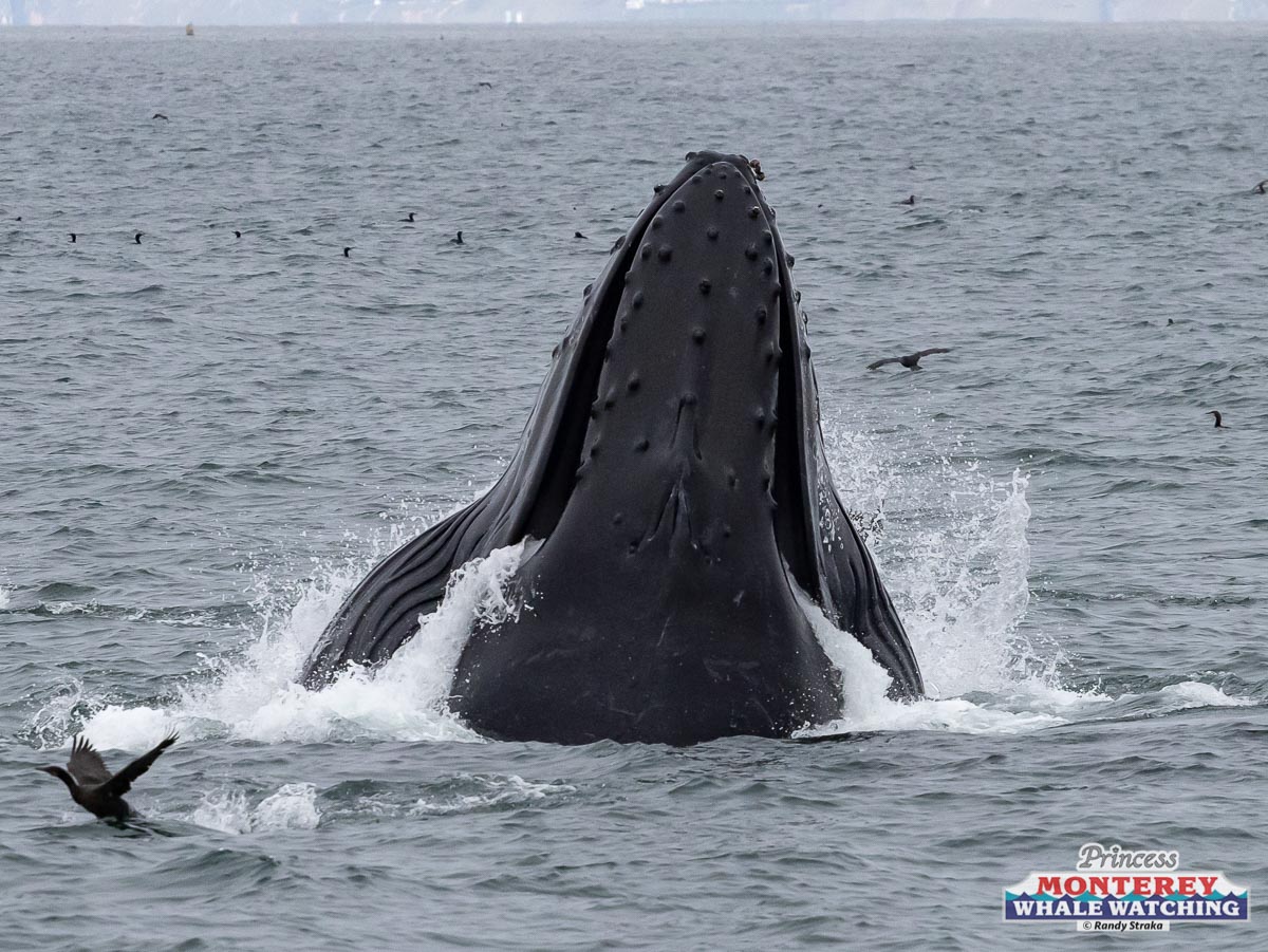 a whale jumping out of the water