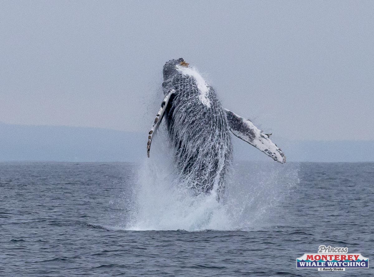 a whale jumping out of the water