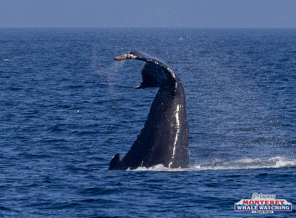 a whale jumping out of the water