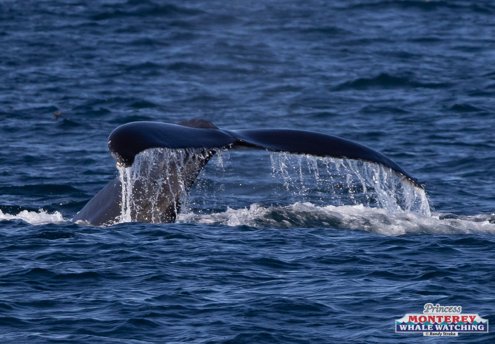 a whale jumping out of the water