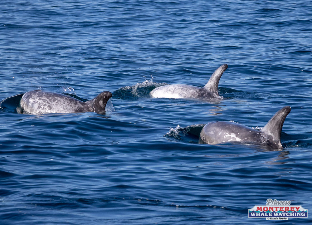 a flock of seagulls are swimming in a body of water