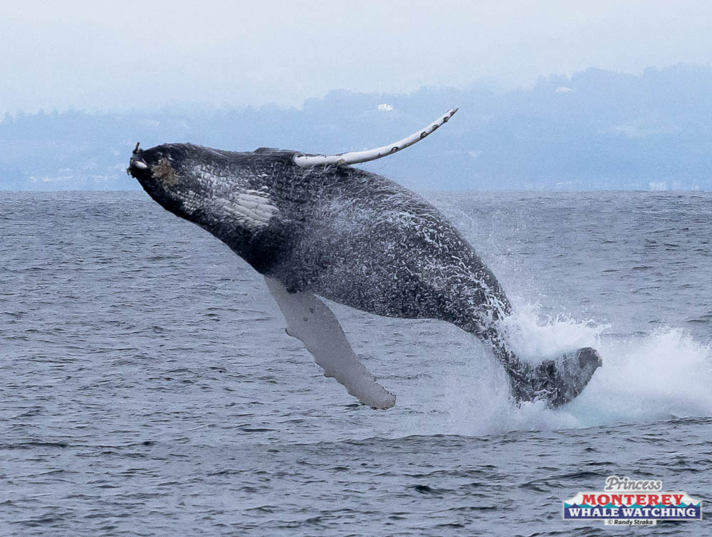 a whale jumping out of the water