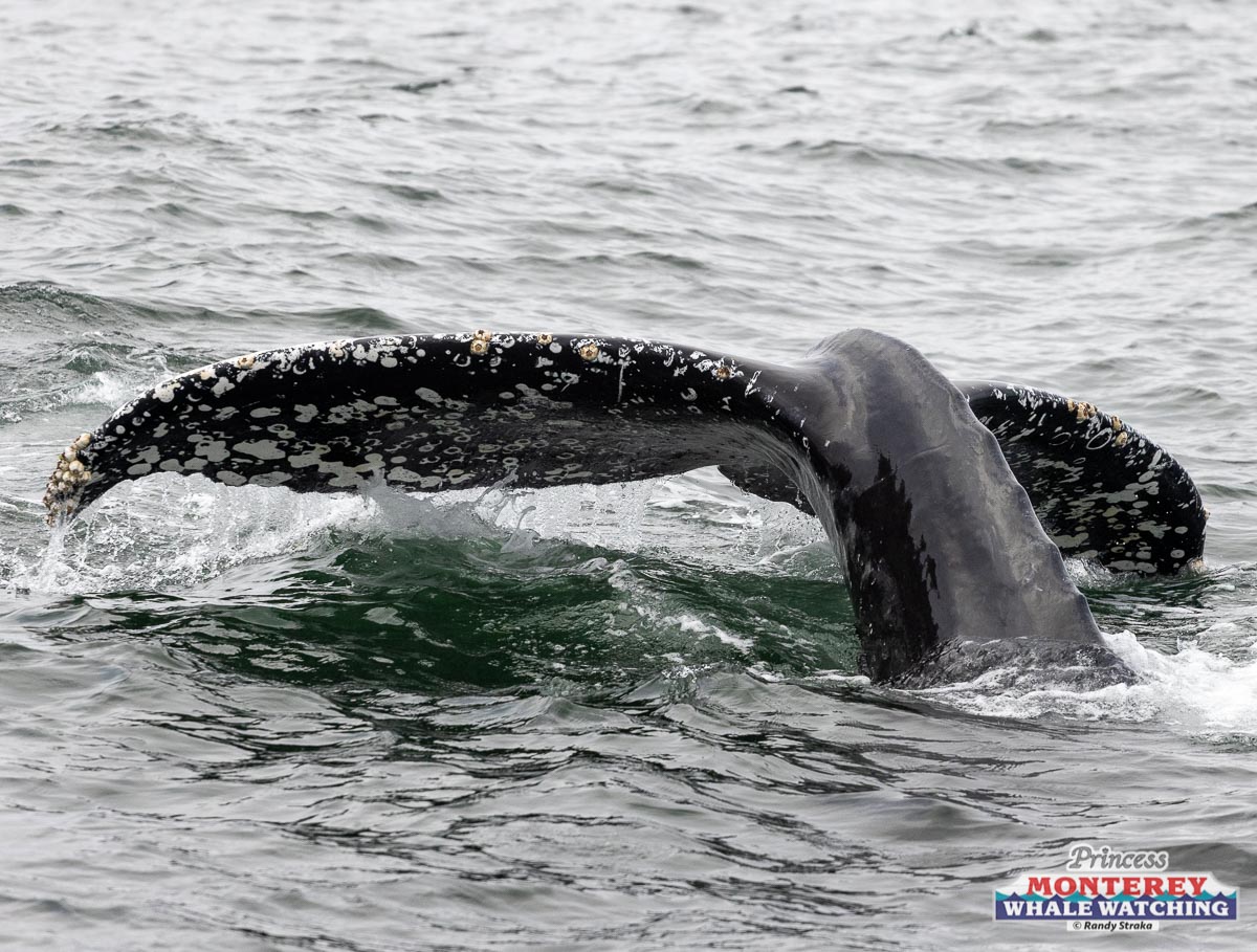 a whale swimming in a body of water