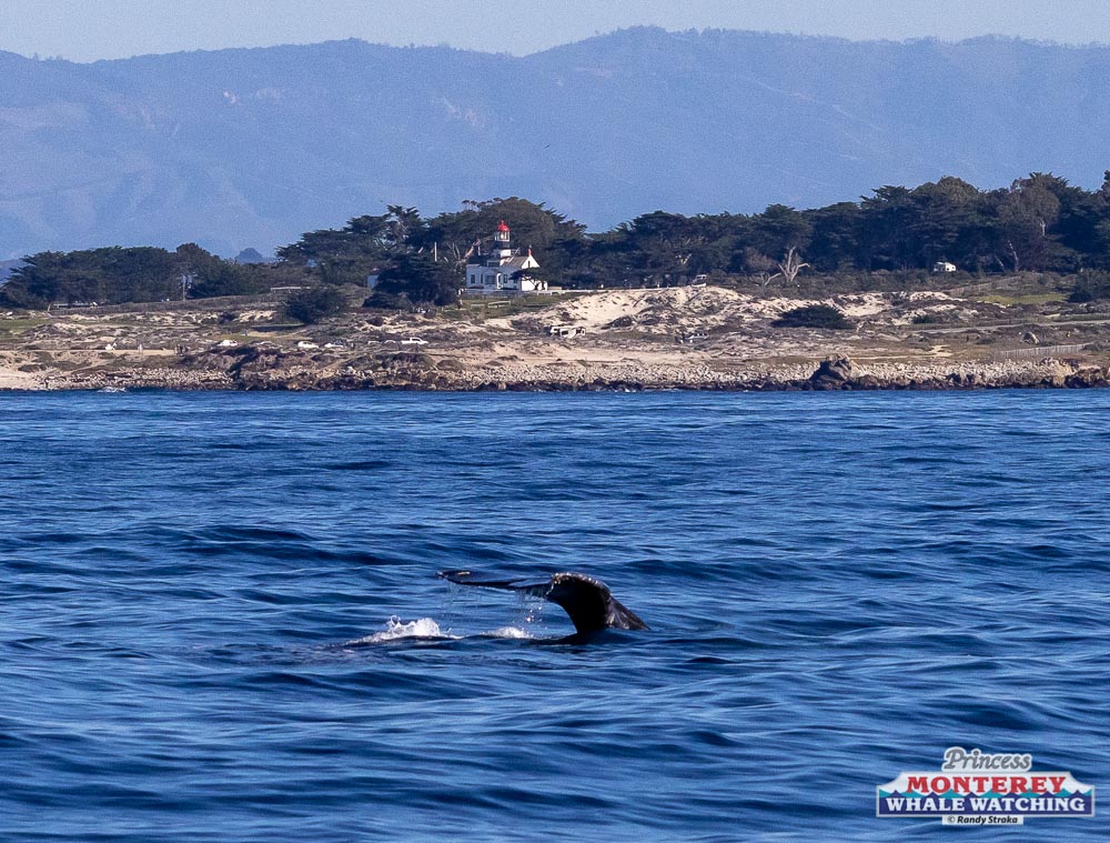 a whale swimming in a body of water