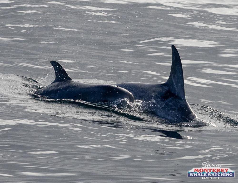 a dolphin jumping out of the water